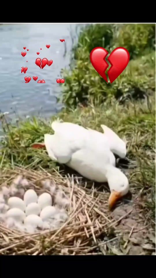 TikTok video thumbnail by hamadafadl179