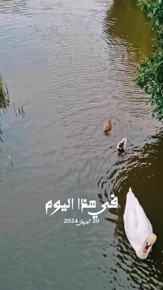 TikTok video thumbnail by dimaadelalasfari