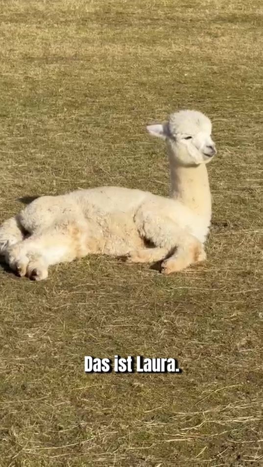 TikTok video thumbnail by tre_alpacas