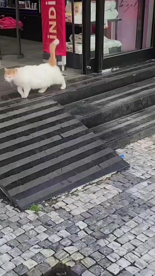 TikTok video thumbnail by daliamar236