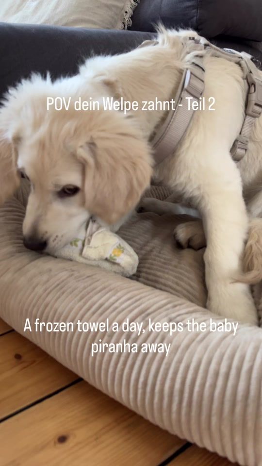 TikTok video thumbnail by helloitscarlo