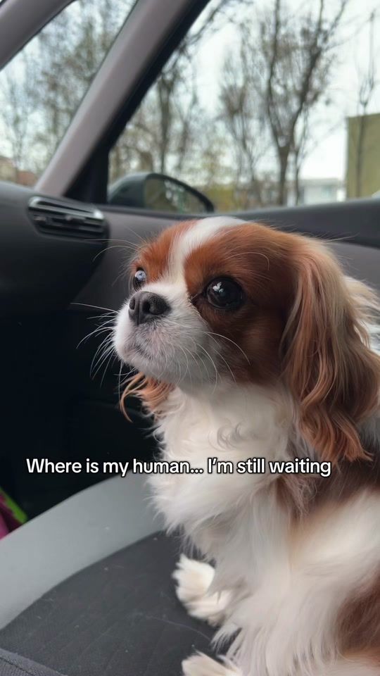 TikTok video thumbnail by lillycavalier