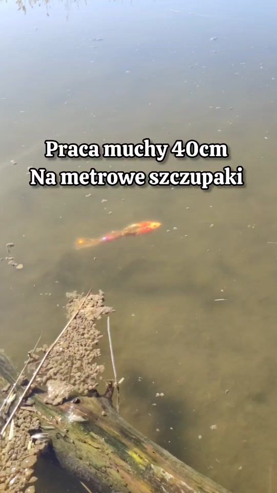 TikTok video thumbnail by mfly_lures