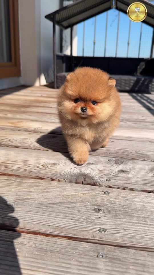 TikTok video thumbnail by pomeraniamania