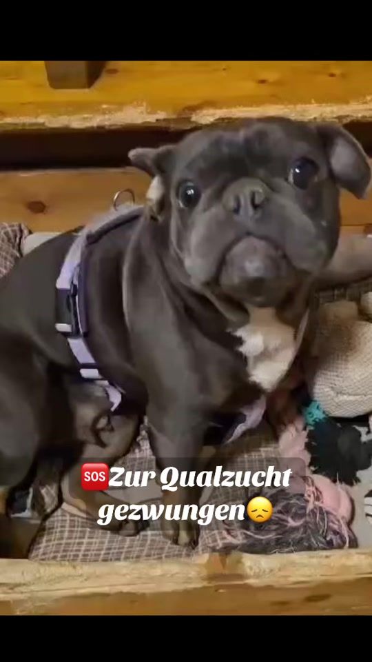 TikTok video thumbnail by einherzfuerstreuner