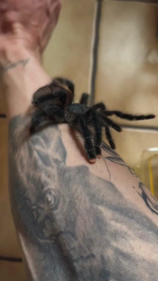 TikTok video thumbnail by marv_snakes