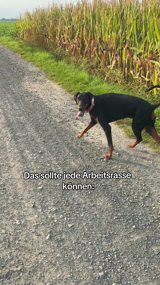 TikTok video thumbnail by littledogsecrets