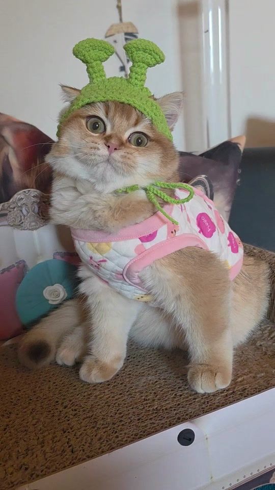 TikTok video thumbnail by juliacatbritish