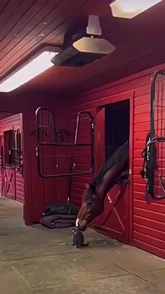 TikTok video thumbnail by sacai35