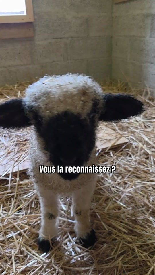 TikTok video thumbnail by justinewdm