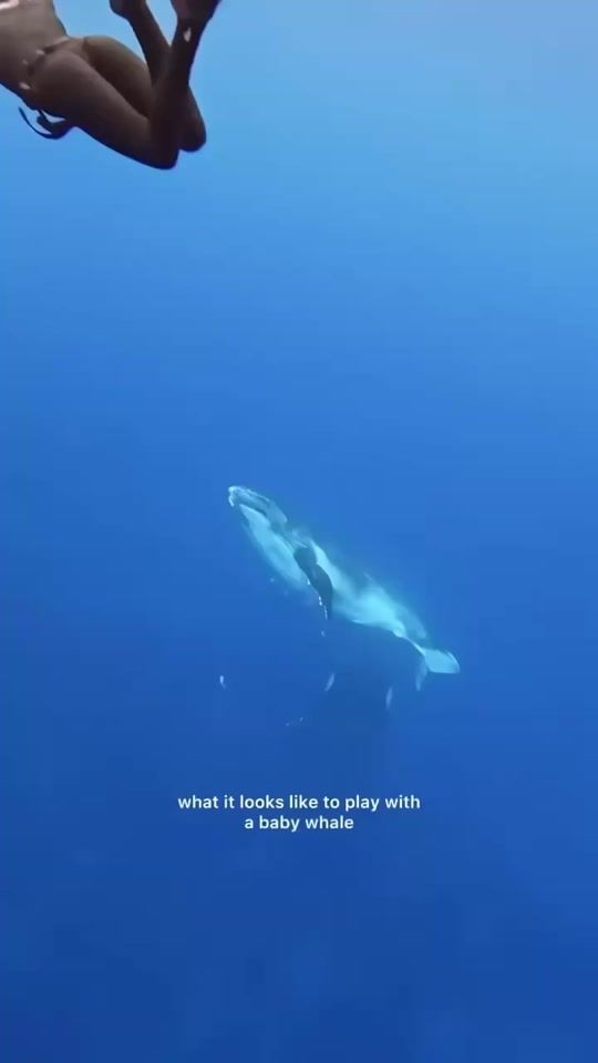 TikTok video thumbnail by xdeep_blue1