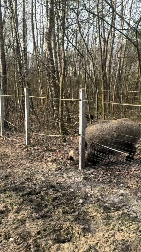 TikTok video thumbnail by dzikiprosiaczek