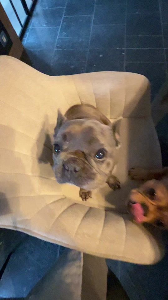 TikTok video thumbnail by belgianfrenchies