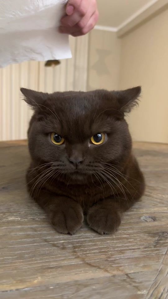 TikTok video thumbnail by louisthebear_