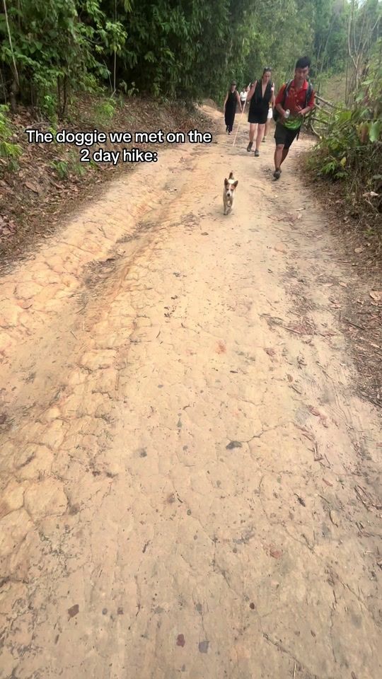 TikTok video thumbnail by noortje.derijk