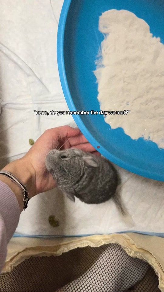 TikTok video thumbnail by beganovicsara
