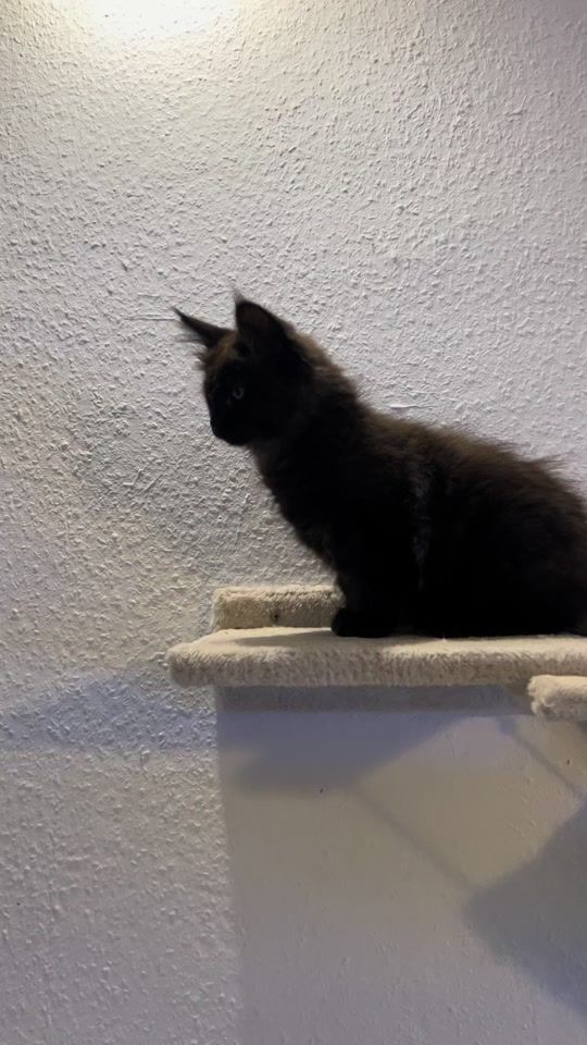TikTok video thumbnail by catsoftiktok458
