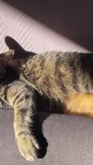 TikTok video thumbnail by papillonrose09