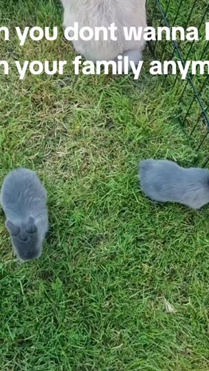 TikTok video thumbnail by abunchofbunns