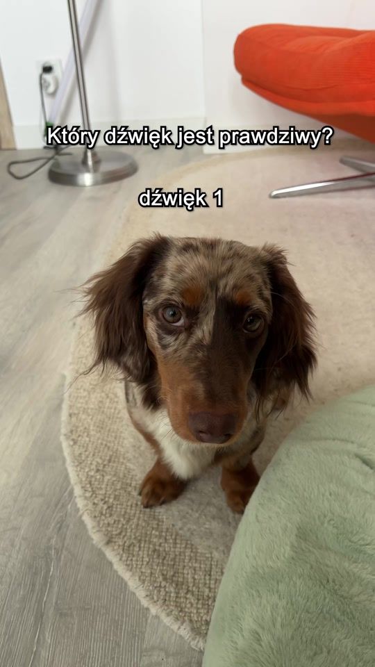 TikTok video thumbnail by glencgo