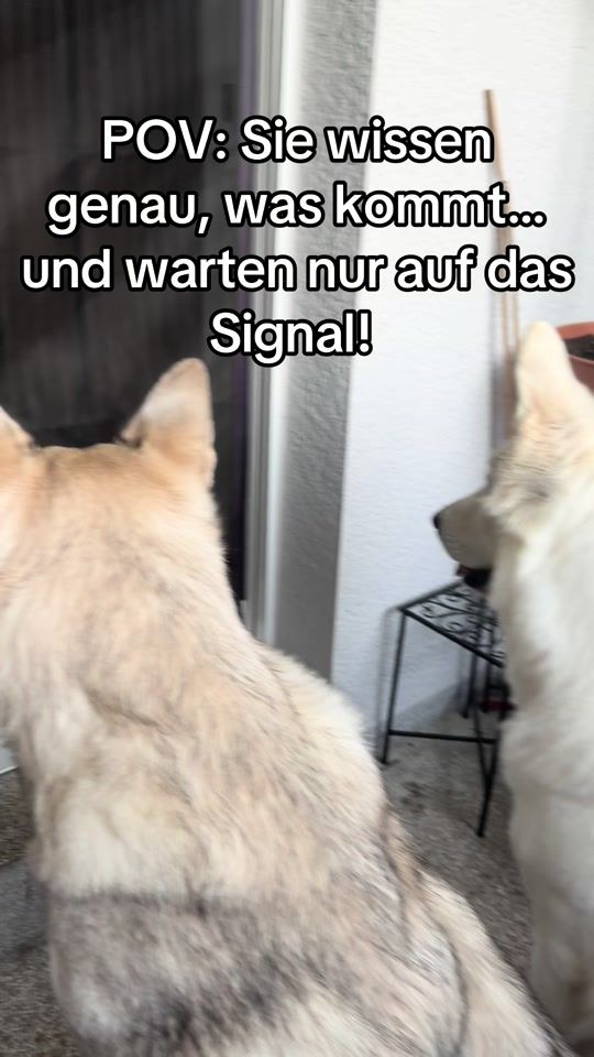 TikTok video thumbnail by wannabe.wolves