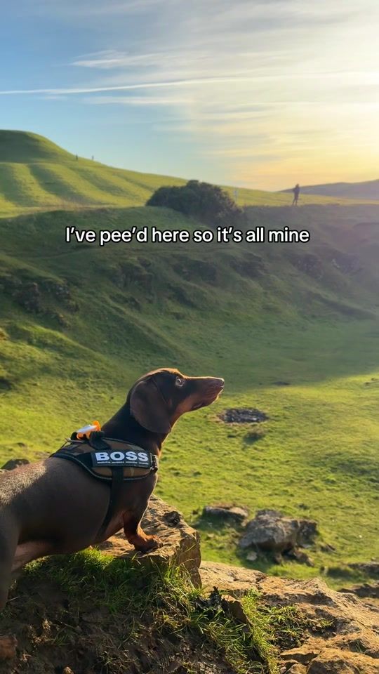 TikTok video thumbnail by ottothedachsy