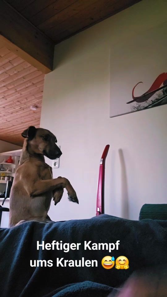 TikTok video thumbnail by lasse_und_leif