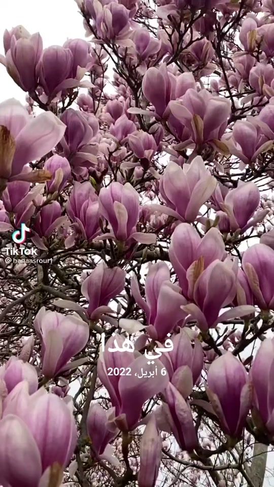 TikTok video thumbnail by layla_1287