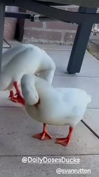 TikTok video thumbnail by daily.doses.ducks