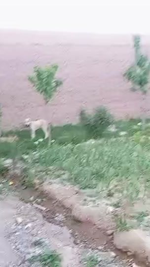TikTok video thumbnail by kinge_heratt