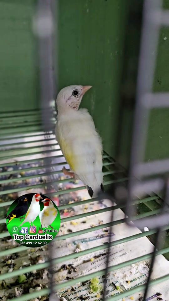 TikTok video thumbnail by top.carduelis