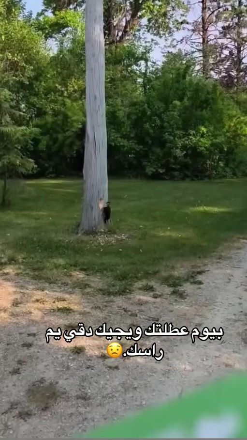 TikTok video thumbnail by dsarav.6