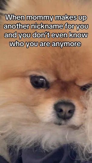 TikTok video thumbnail by teddyfluffattack