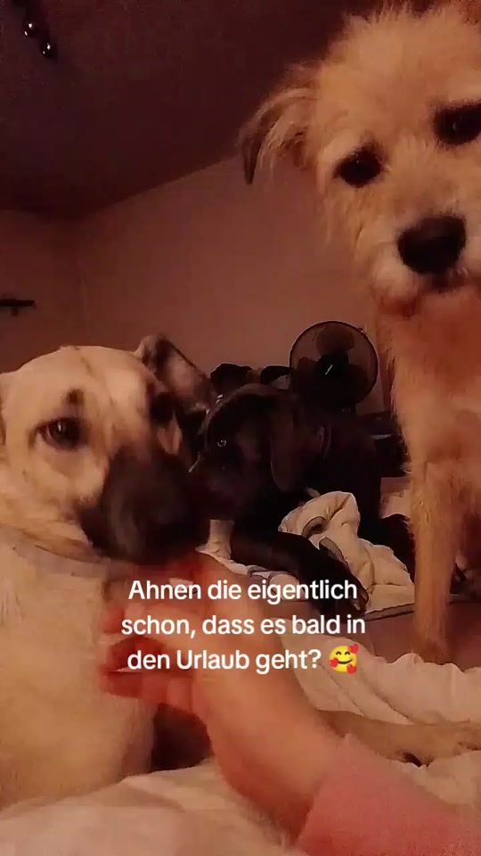 TikTok video thumbnail by dieherzpfoten