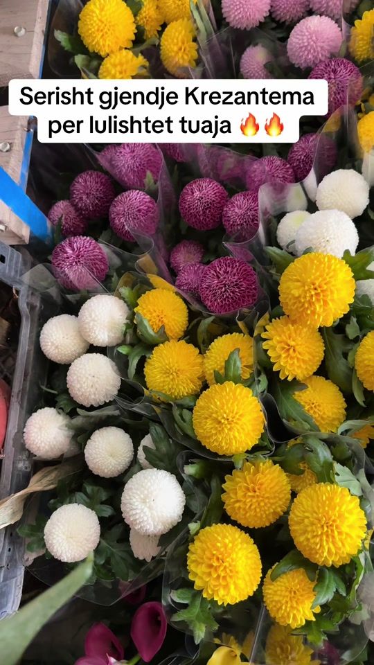 TikTok video thumbnail by lulestinore.fidanishte1