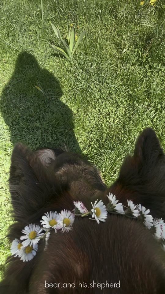 TikTok video thumbnail by bear.and.his.shepherd