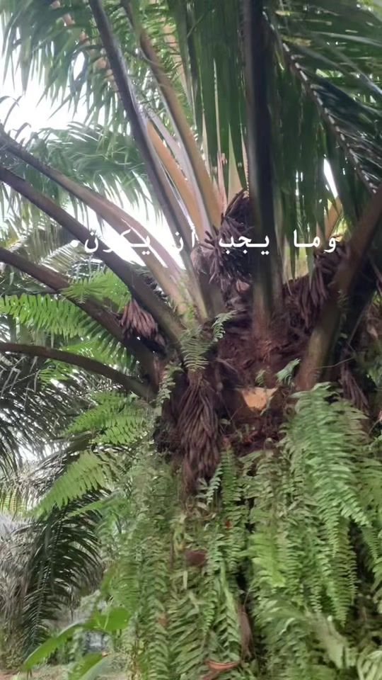 TikTok video thumbnail by alnuur47