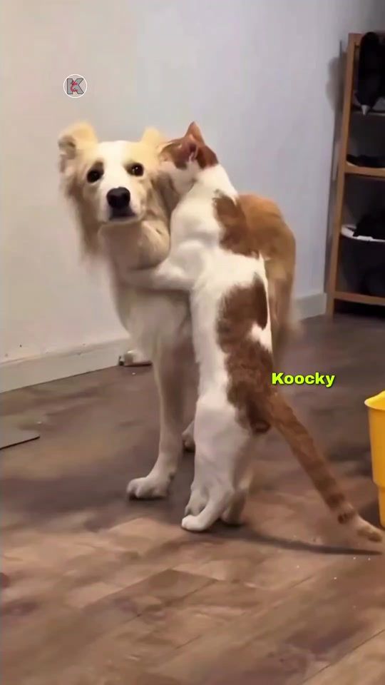 TikTok video thumbnail by koockykha