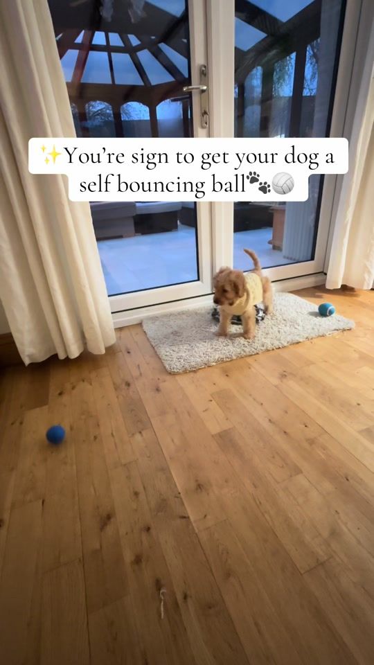 TikTok video thumbnail by montymoocockapoo1