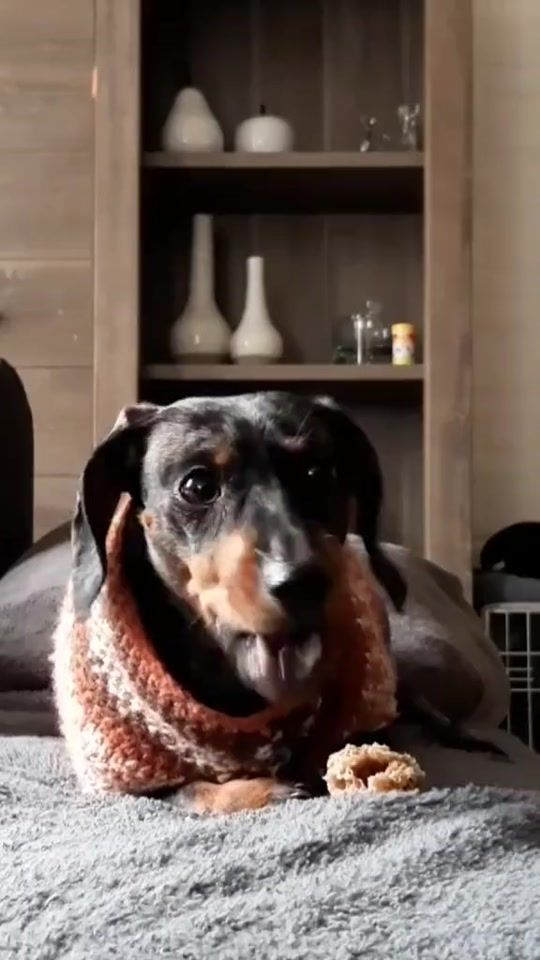 TikTok video thumbnail by lotje.de.teckel