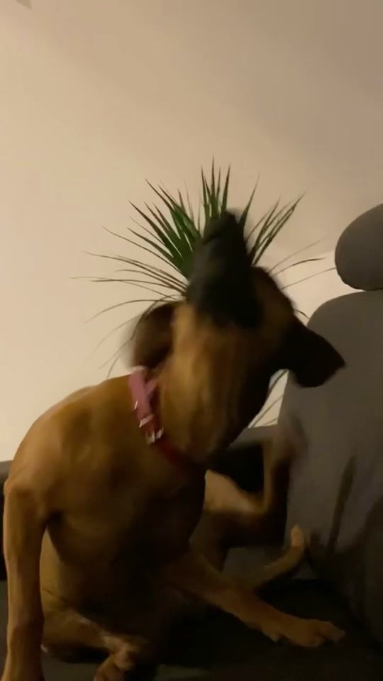TikTok video thumbnail by karollcia.tu