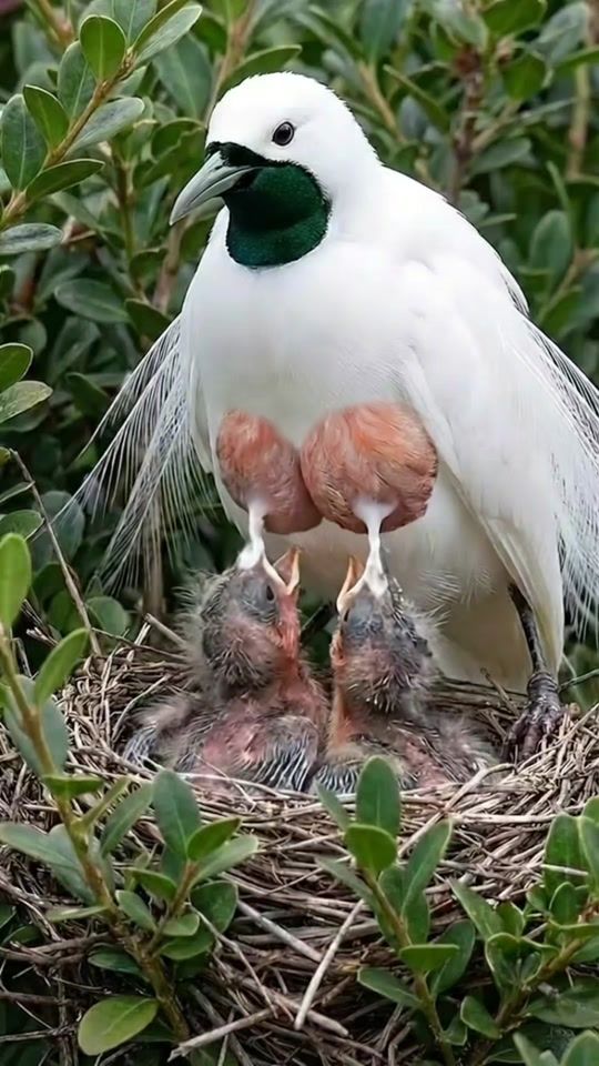 TikTok video thumbnail by betes.birds