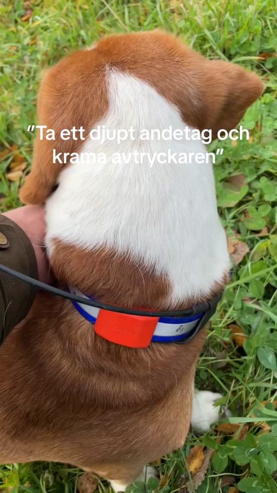 TikTok video thumbnail by bongo_benny
