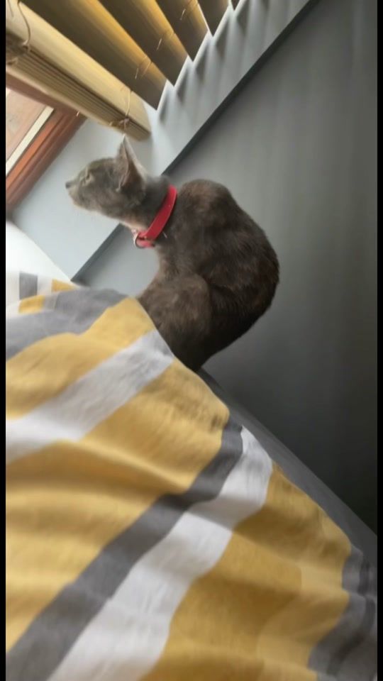 TikTok video thumbnail by js_300_