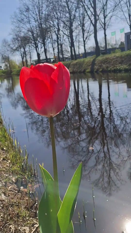 TikTok video thumbnail by farat.366.0