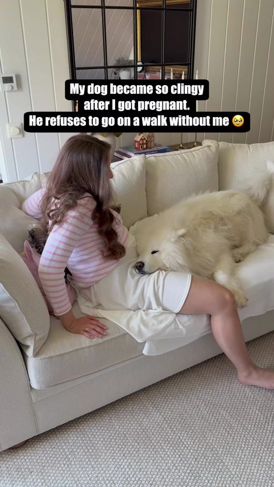 TikTok video thumbnail by wanderlust_samoyed