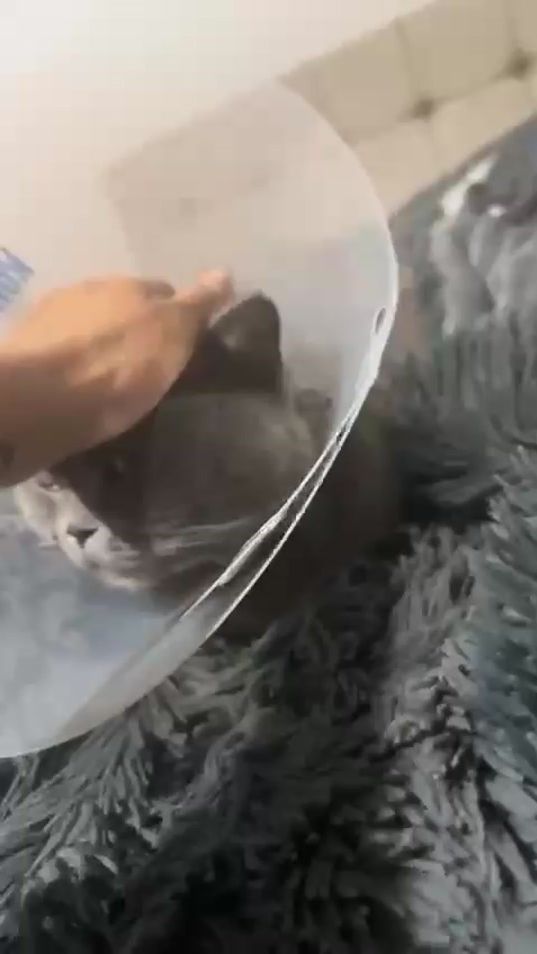 TikTok video thumbnail by songuel