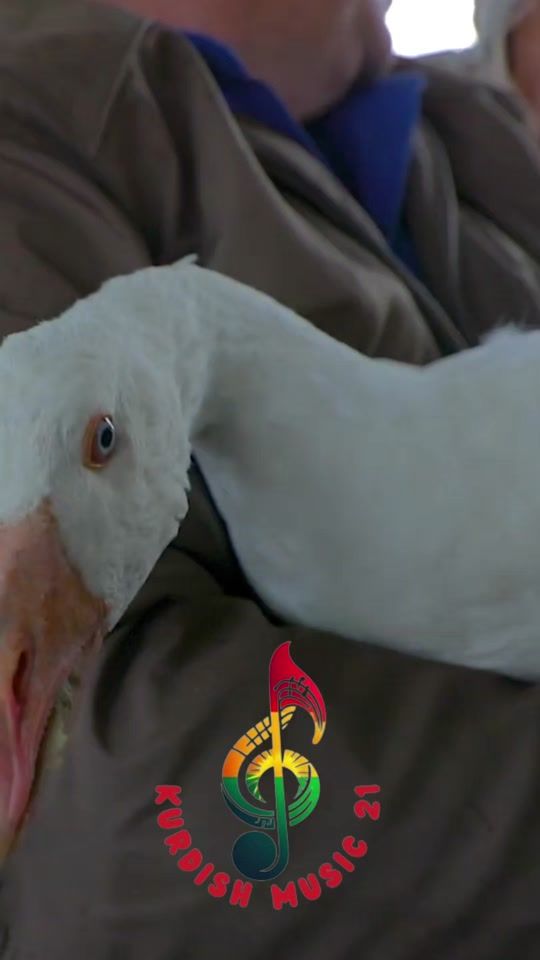 TikTok video thumbnail by kurtce_sarkilar2024