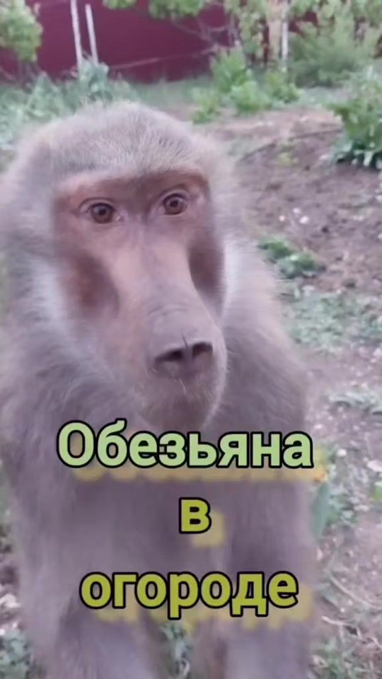 TikTok video thumbnail by mankiblog