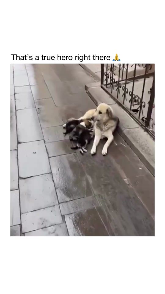 TikTok video thumbnail by sovjetdogs